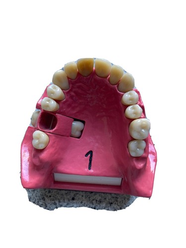 Dent schaumodell 1 - go,
