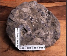 Fossilien von AMMONITEN & BELEMNITEN auf Felsgestein/Fundstück aus dem Jura