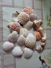 Muscheln Deko Geschenk Basteln