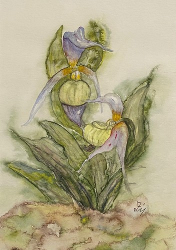 Orchideen original aquarell - original,