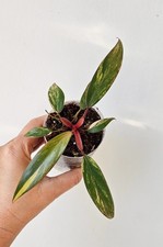 Philodendron Strawberry Shake