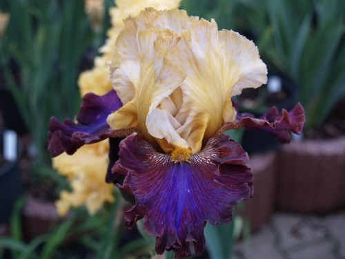 Schwertlilie iris - schwertlilie, "