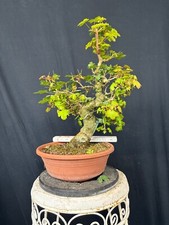 Feldahorn Bonsai Prebonsai