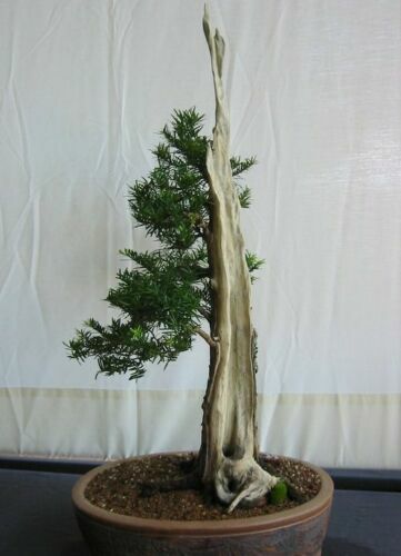 Samen gartenbaum bonsai - i!,