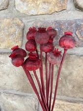 Mohnkapseln getrocknet groß