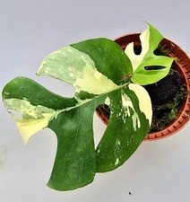 Sehr Schöne Rhaphidophora