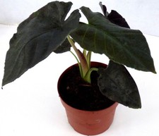 Alocasia 'Antoro Velvet'