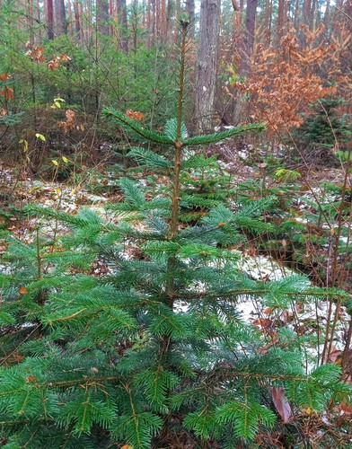 Weihnachtsbaum nordmanntanne - weihnachtsbaum,
