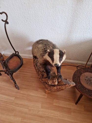 Dachs trophäe jagd - trophäe,