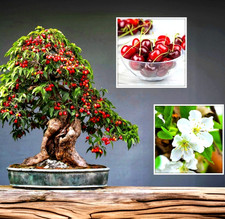 65x | Bonsai Samen -