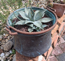 Einzelstück im Kuperkessel