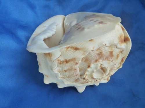 Muschelhorn cassis cornuta - muschelhorn_cassis,