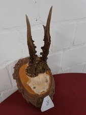 Hirschgeweih / Rehbockgehörn