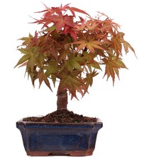 Bonsai - Acer palmatum Deshojo