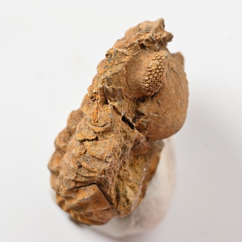Selten trilobit frankreich - selten,