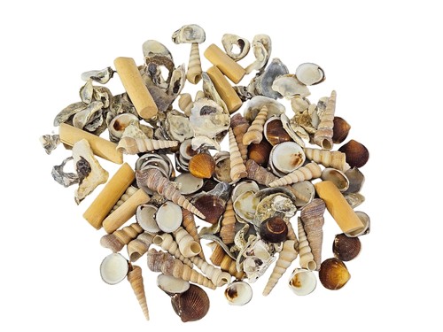 Muschel mix box shell - mix,