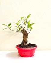 Ficus Microcarpa (Tiger Bark)