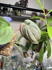 philodendron micans variegated