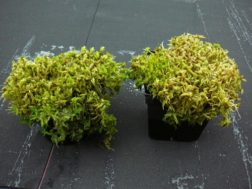 Grünes sphagnum torfmoos - grünes,