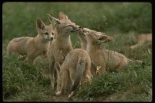 042007 Desert Kit Füchse A4