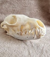 Füchse TOTENKOPF mit allen