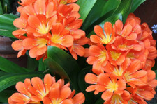 Live Clivia Miniata Plant