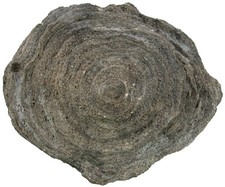 Silur  Lophiostroma schmidtii