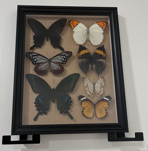 Schmetterling präparat - schmetterling,