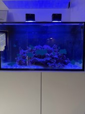 Meerwasser Aquarium Red Sea