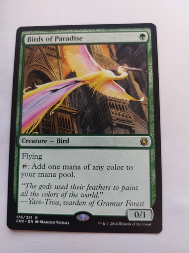 Birds paradise - of,