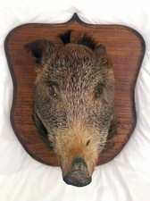 Wildschwein Präparat Kopf mit Trophäenbrett in sehr gutem Zustand