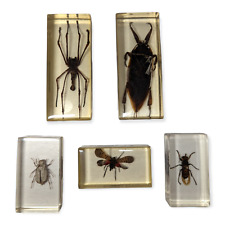 Mini Biester Sammlung Auswahl verschiedener Insekten in Acryl Sammeln Präperat