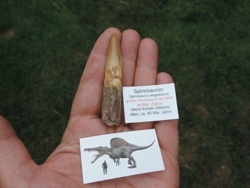 Großer zahn vom - vom, spinosaurus