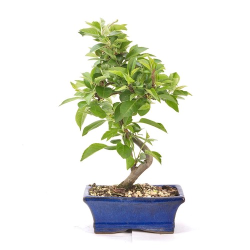 Bonsai zierapfel malus spec - zierapfel, spec.'