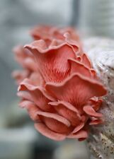 Rosenseitling Pilzzuchtset XXL Speckpilze  Pleurotus Djamor Gourmet Pilze