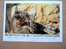 Ansichtskarte Tierpostkarte