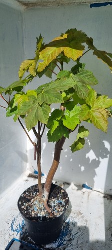 Bonsai bergahorn acer - bergahorn, ,