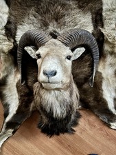 Jagdtrophäe Muffel Widder