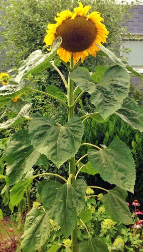 Riesensonnenblumen 30 - !,
