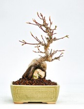 Bonsai Fächerahorn Acer