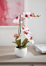 HOME AFFAIRE Kunstorchidee