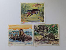 3 Margarine Voss Kunstbilder Waschbär Walroß Großflossler oder Paradiesfisch