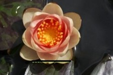 Zwerg seerose nymphaea - zwerg-seerose, pygmaea
