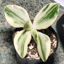 Crassula ovata blue white variegata , extra viel variegata 