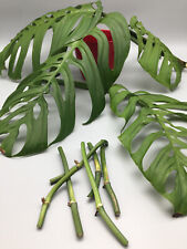 Monstera Esqueleto Wetstick Stecklinge