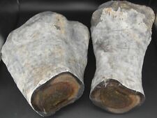 Titanosaurier-Oberschenkelknochen (32 kg) mit polierter Knochenmarkschnittfläche