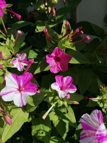 Mirabilis jalapa wunderblume - jalapa,