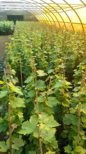 Vitis vinifera souvenir - vitis,