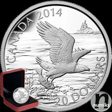 WEIßKOPFSEEADLER / BALD EAGLE