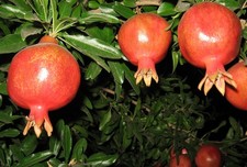 SAMEN BONSAI GRANATAPFEL-BAUM
